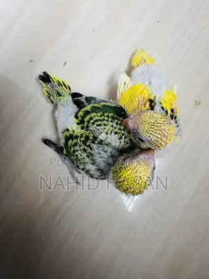 Budgerigar Bird