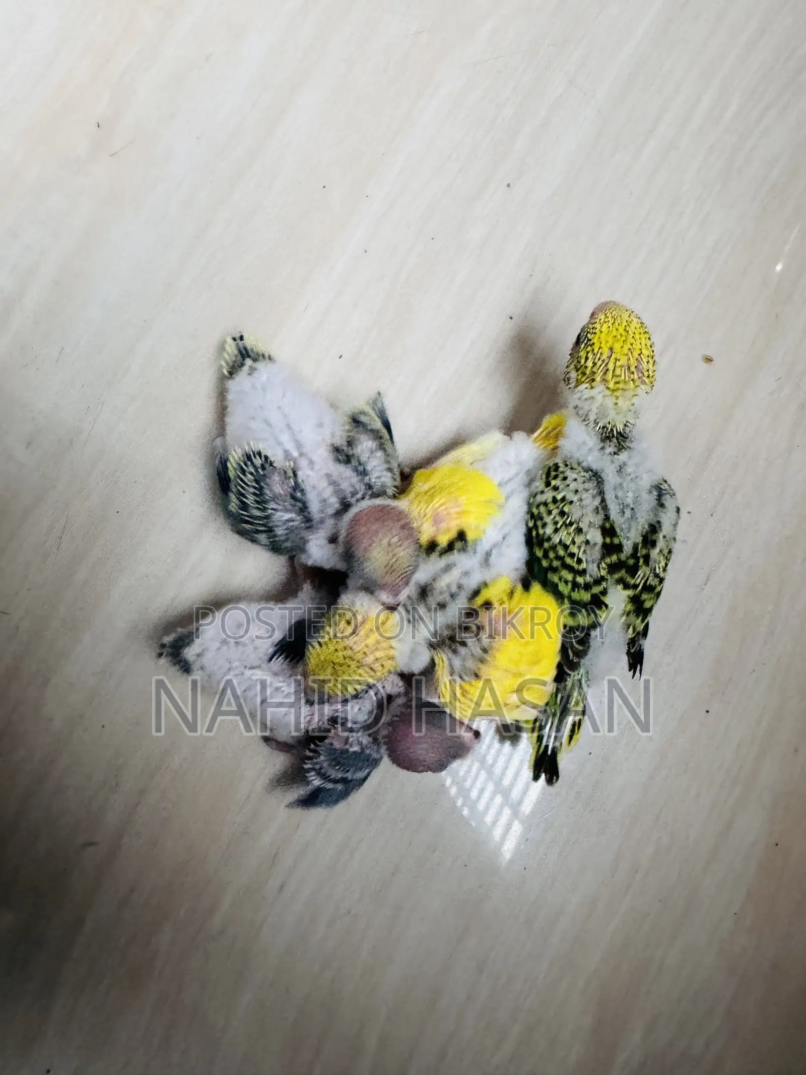 Budgerigar Bird