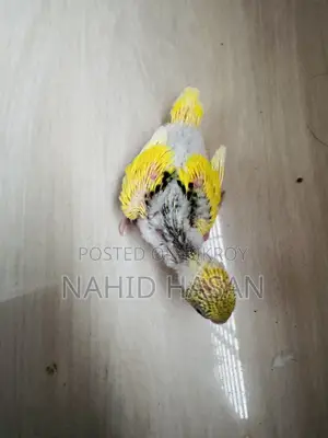 Budgerigar Bird