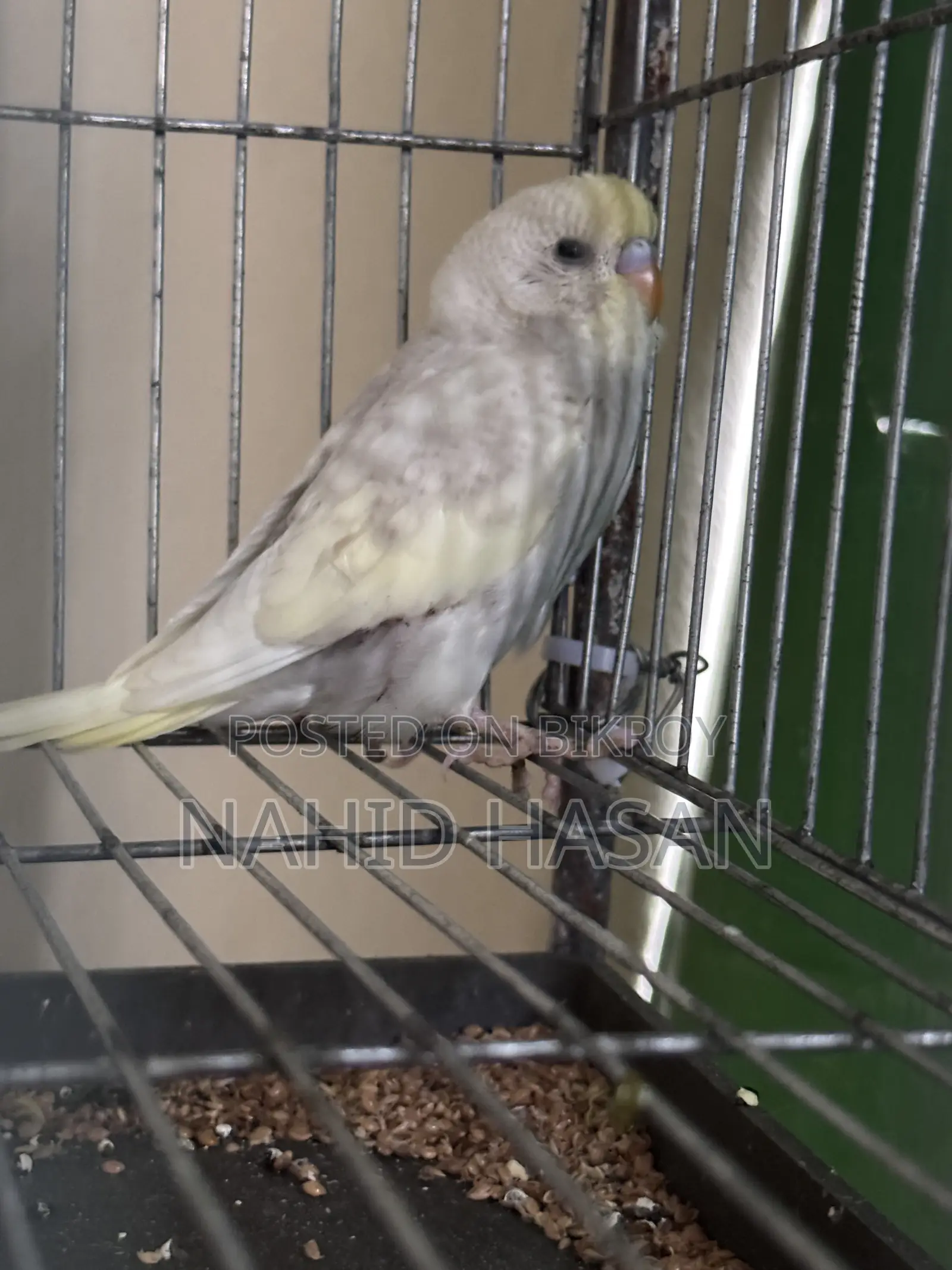Budgerigar Bird