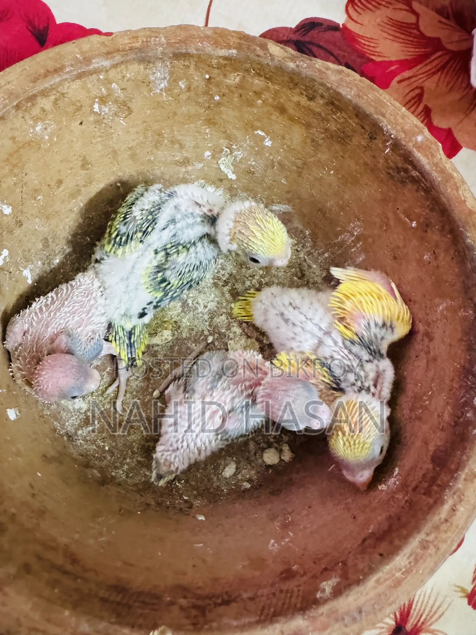 Budgerigar Bird