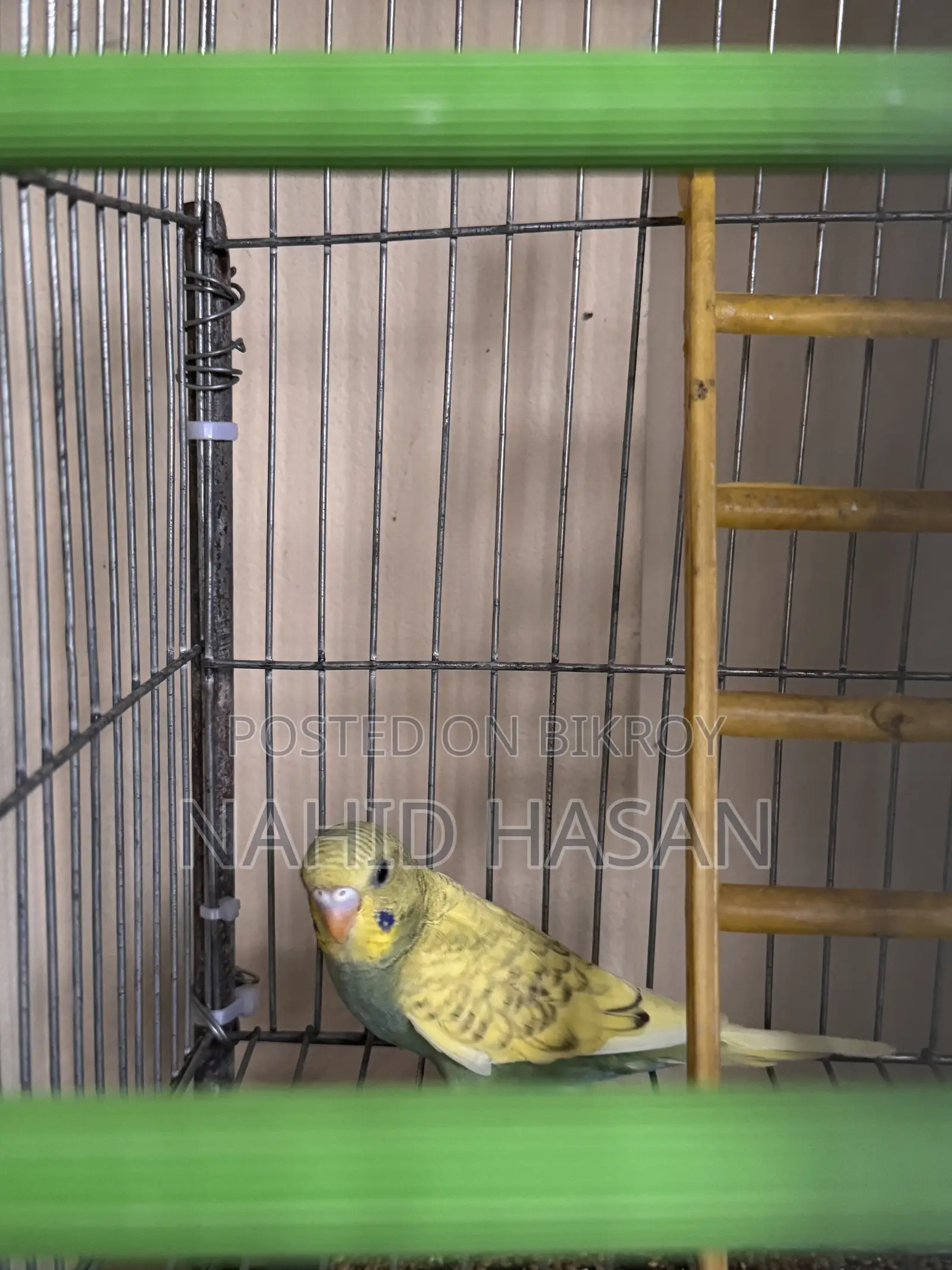 Budgerigar Bird