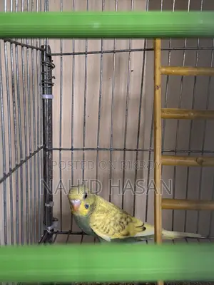 Budgerigar Bird