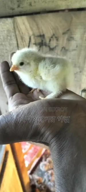 ব্রাহমা মুরগি বাচ্চা