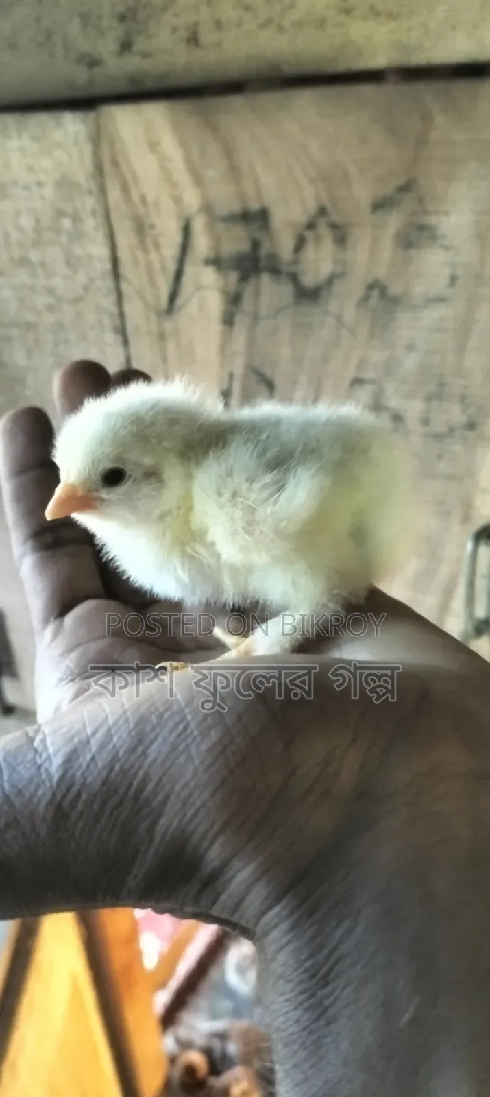 Brahma Chicken Chicks