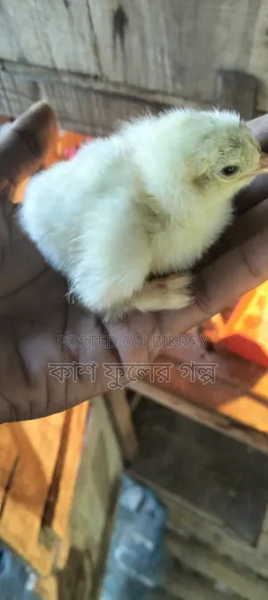 Brahma Chicken Chicks