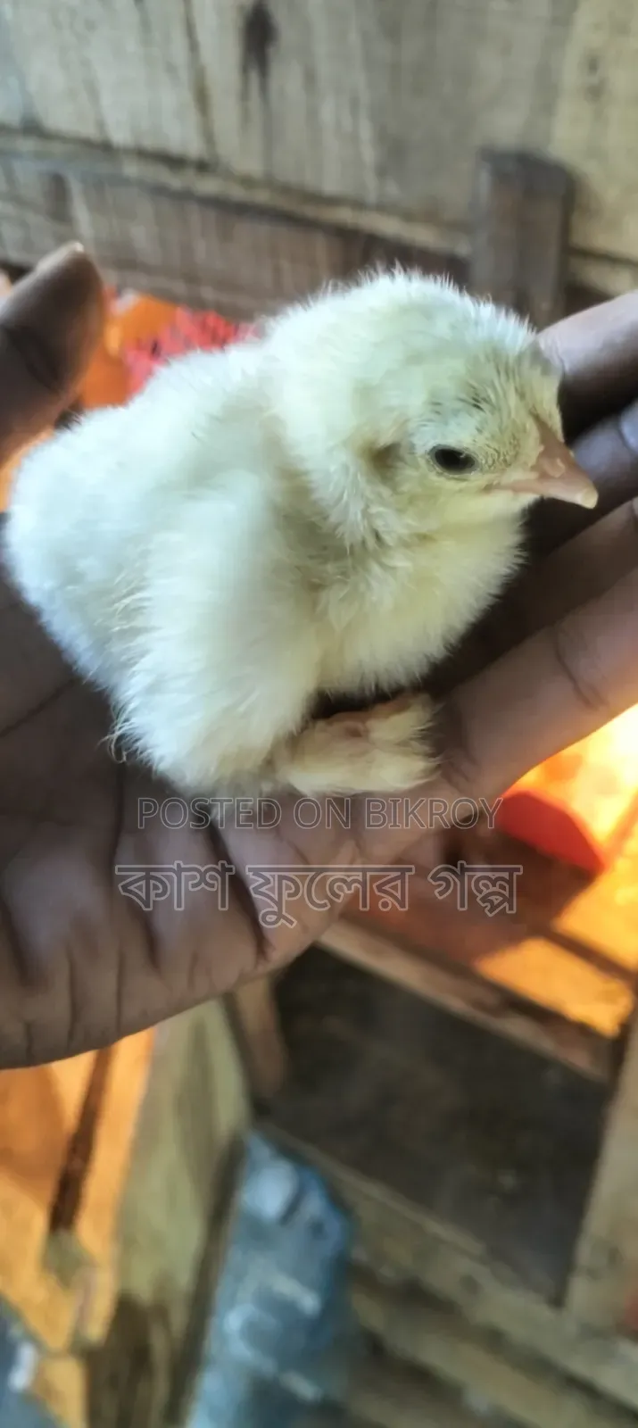 Brahma Chicken Chicks