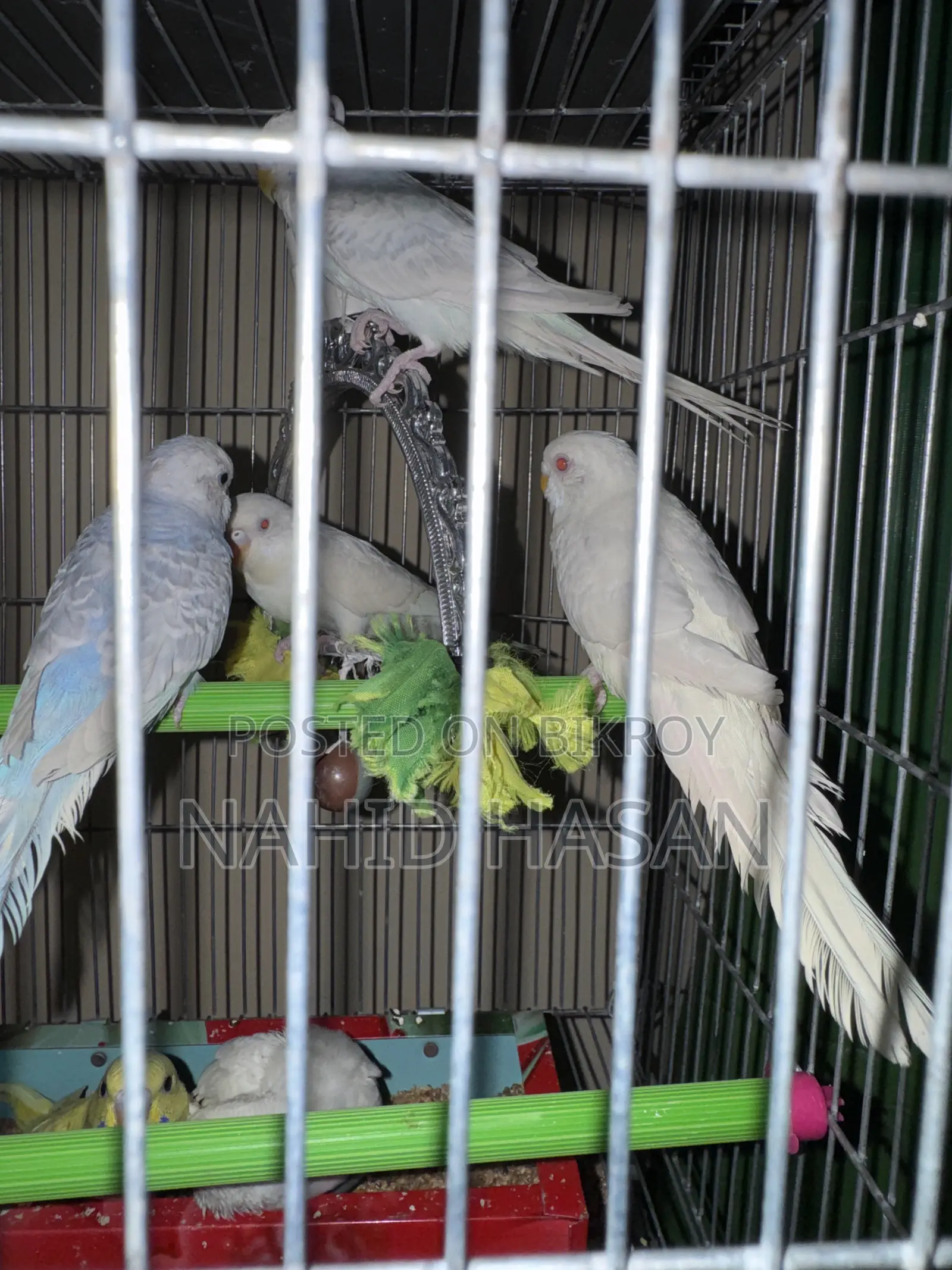Budgerigar Bird