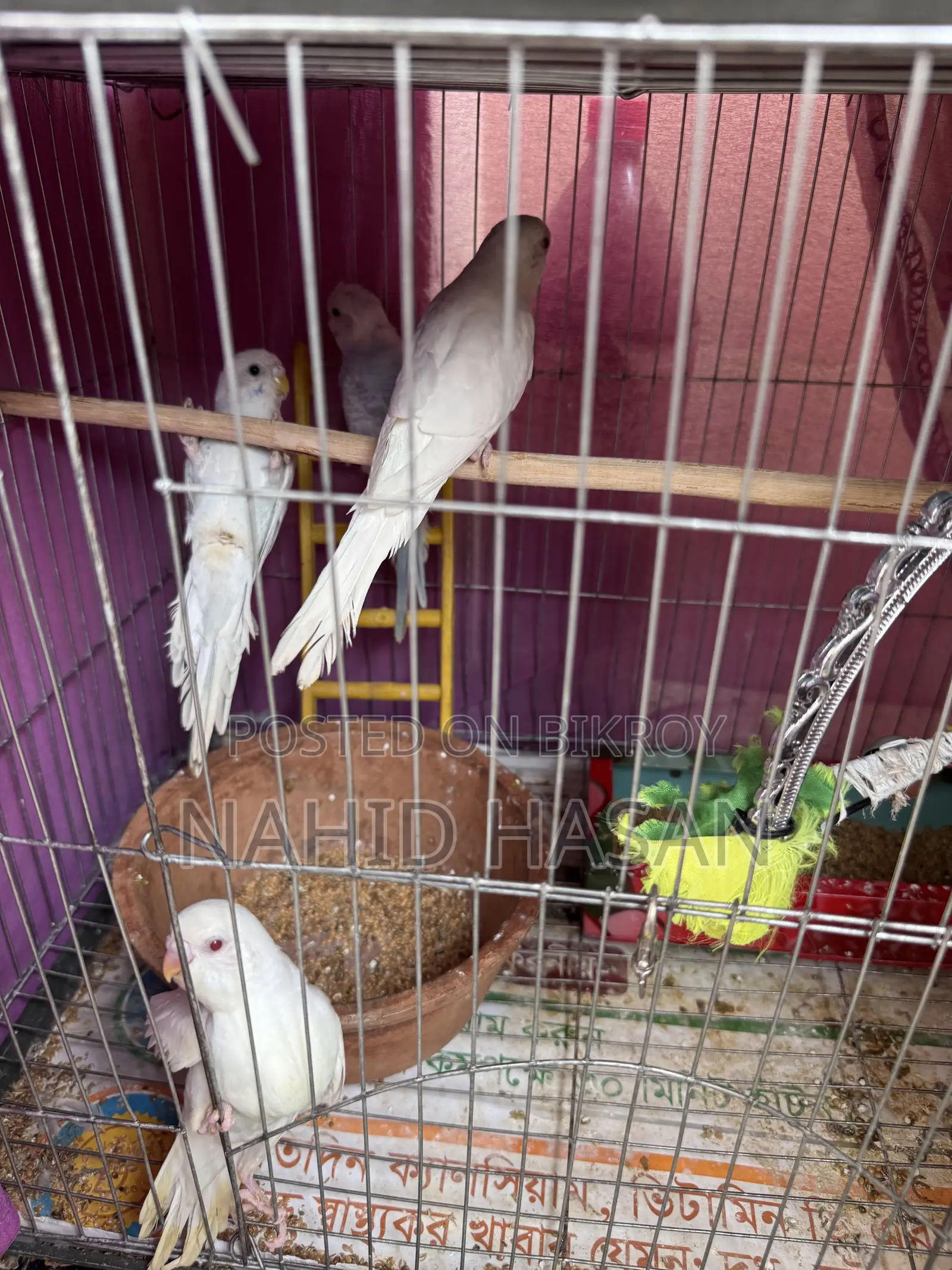 Budgerigar Bird