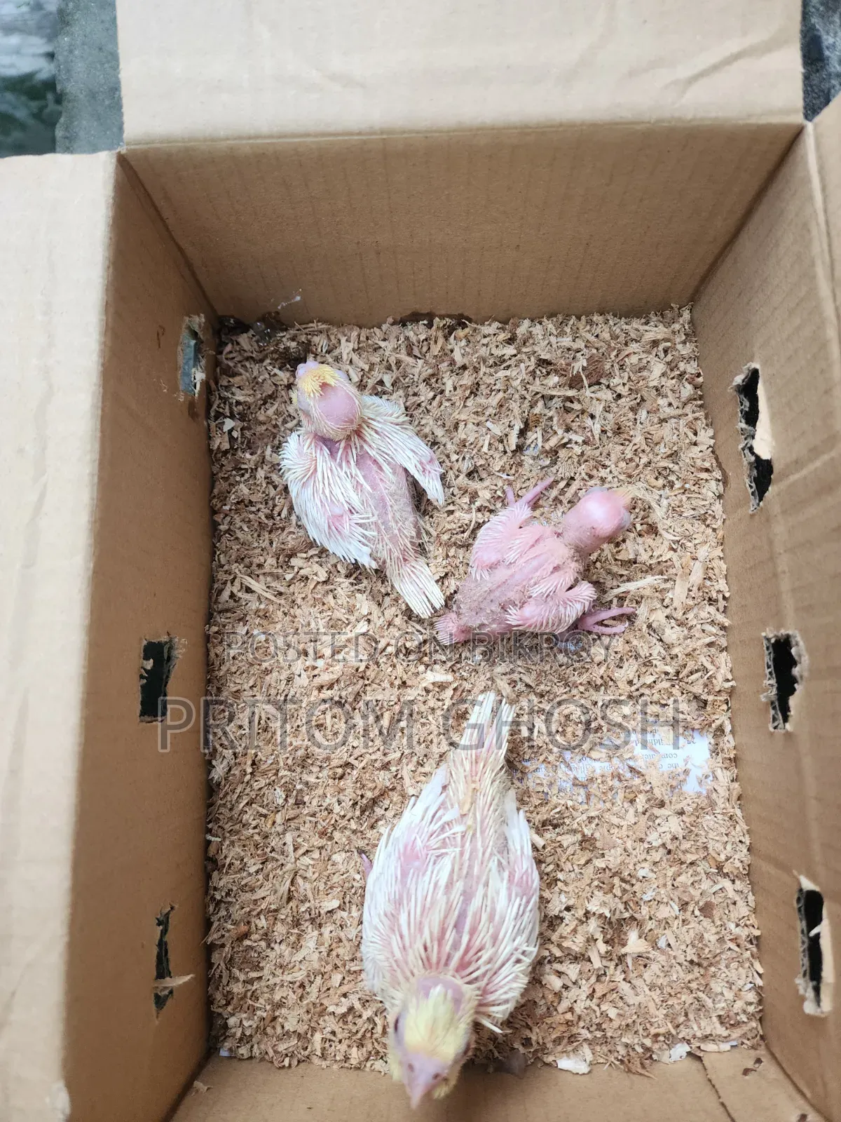 Coke/Coat-el Baby Bird