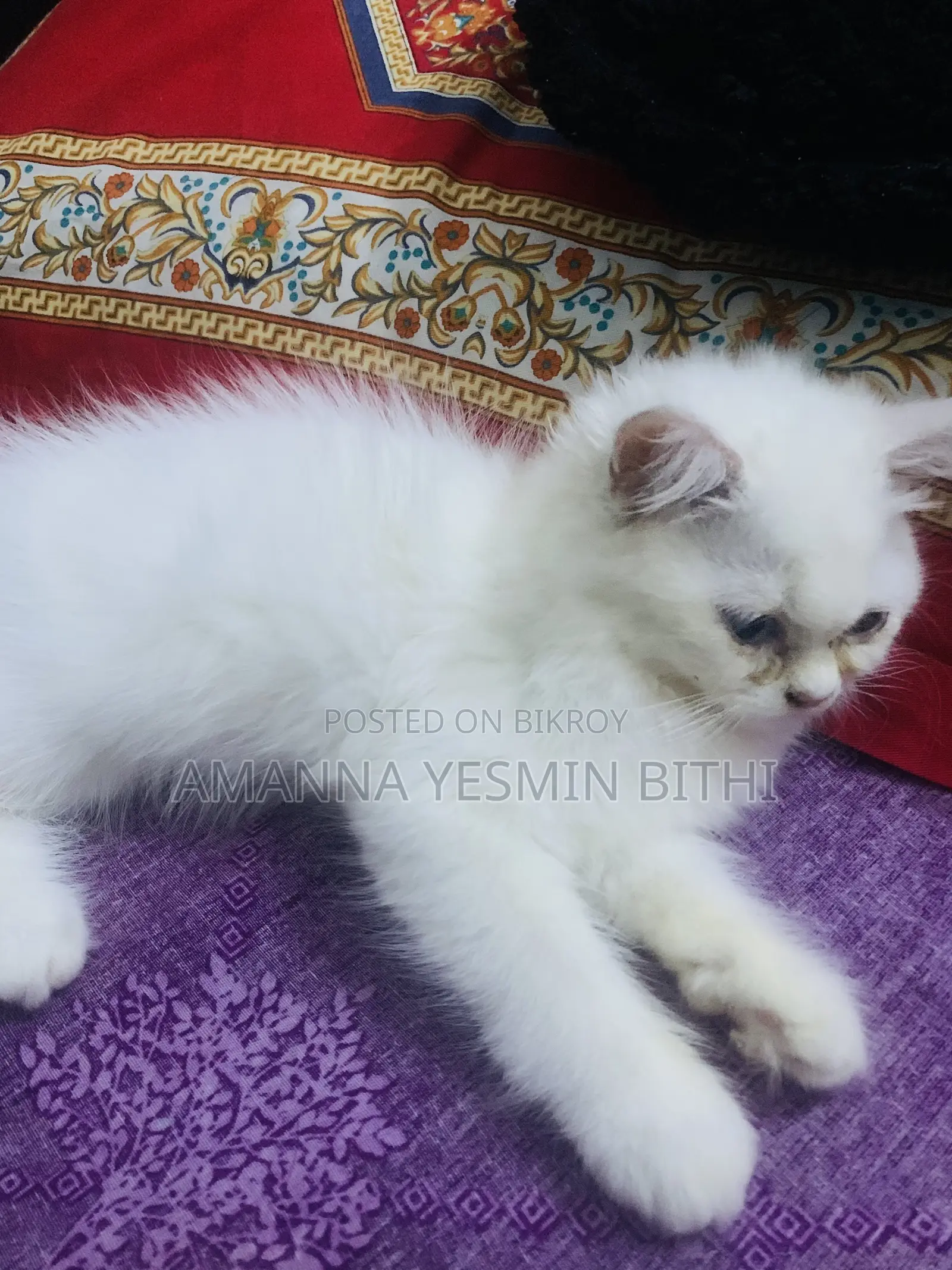 0-1 Month Female Purebred Persian