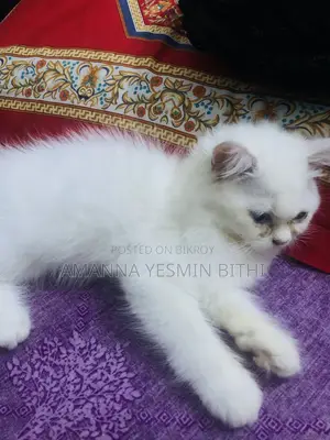 0-1 Month Female Purebred Persian