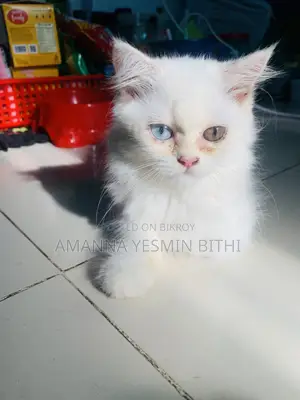 0-1 Month Female Purebred Persian