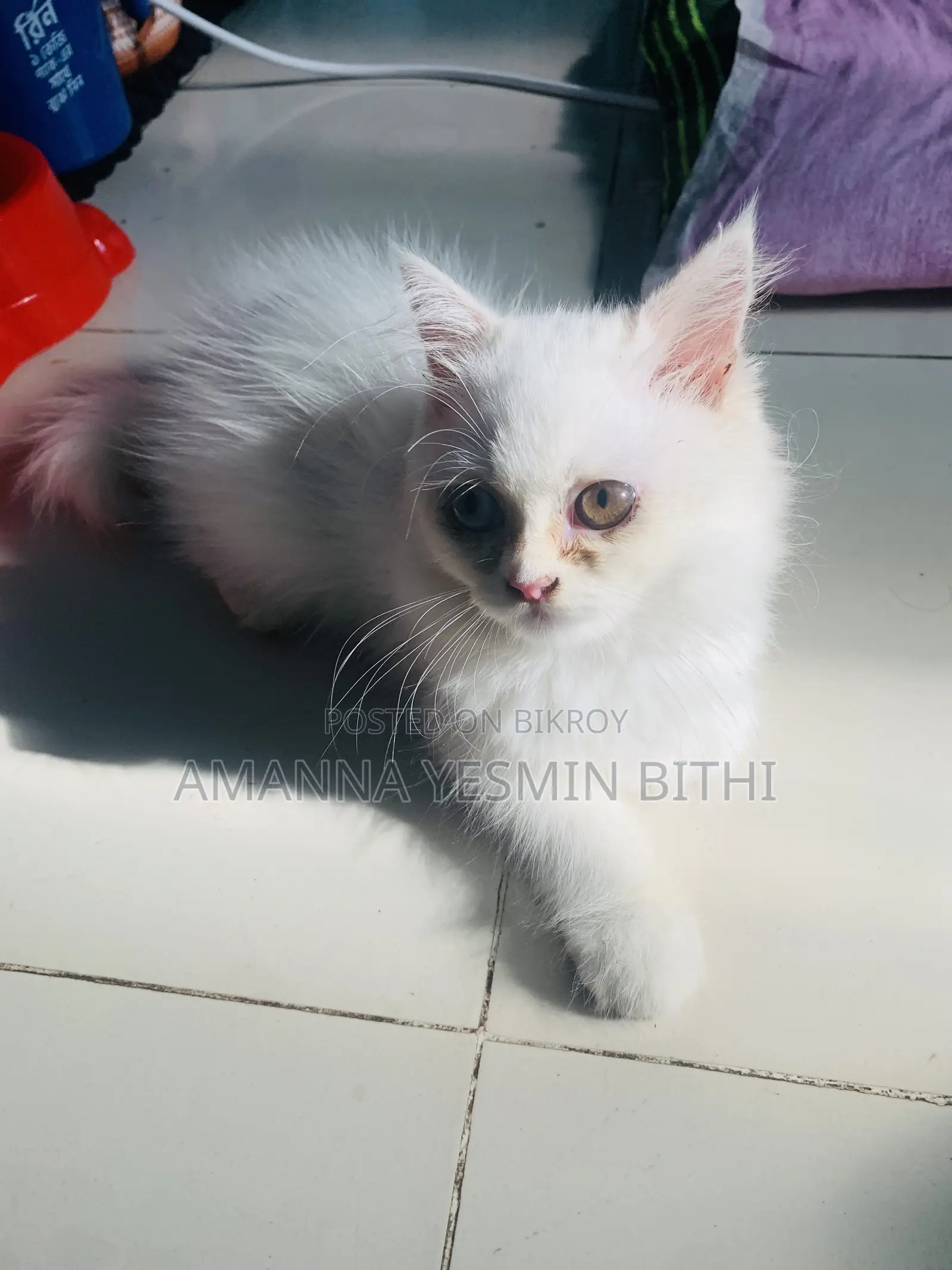 0-1 Month Female Purebred Persian