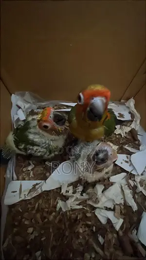 Sun Conure Team Size Baby