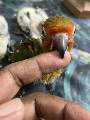 Sun Conure Team Size Baby
