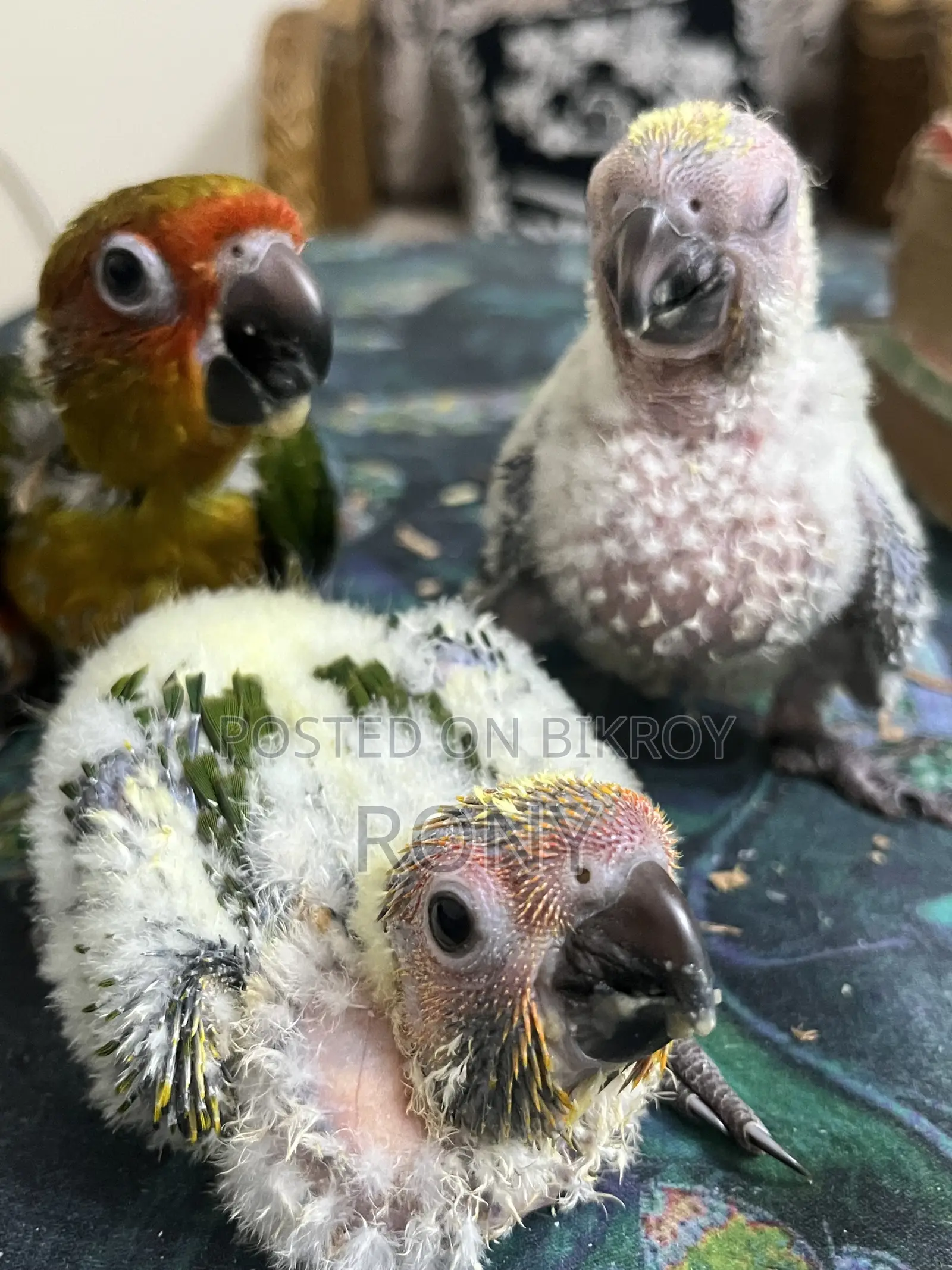 Sun Conure Team Size Baby