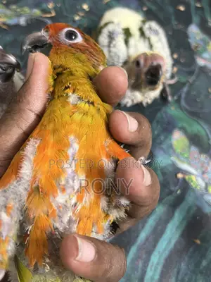 Sun Conure Team Size Baby