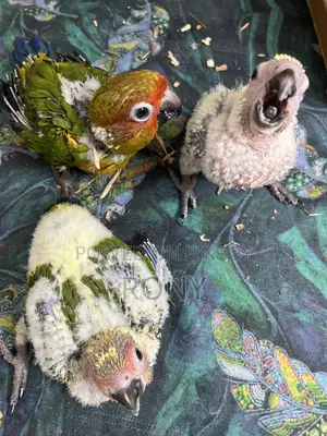 Sun Conure Team Size Baby