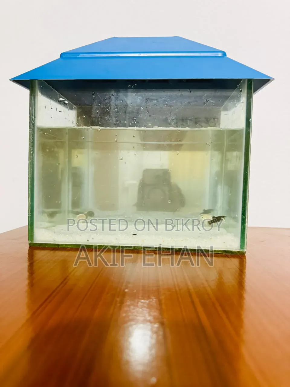 Aquarium Fish