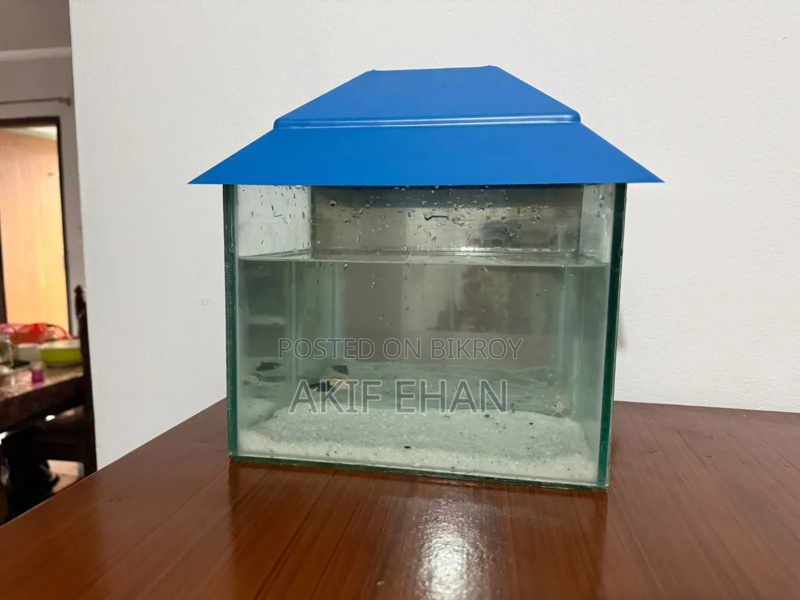 Aquarium Fish