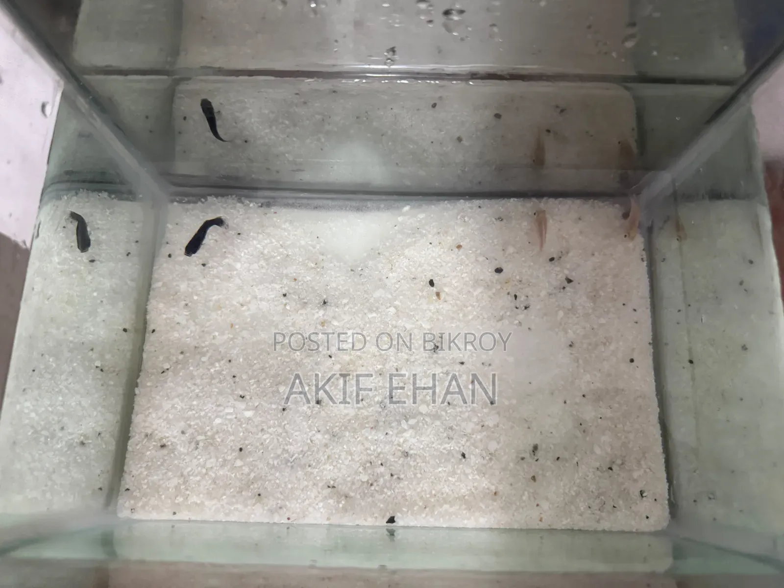 Aquarium Fish