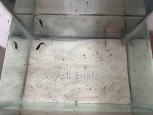 Aquarium Fish