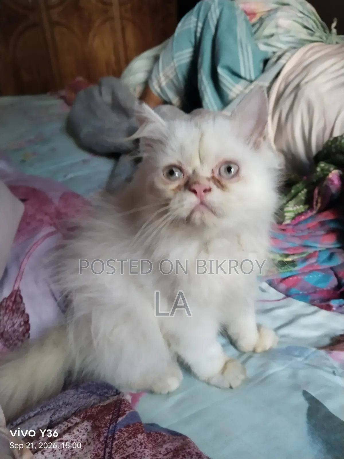 1-3 months Male Purebred Persian