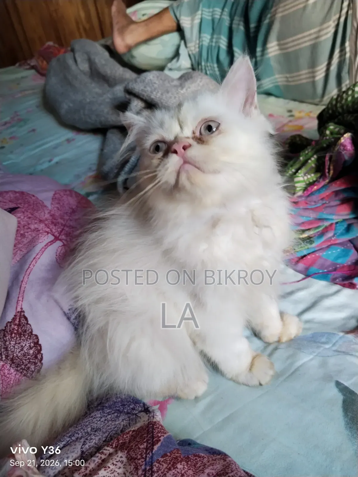 1-3 months Male Purebred Persian