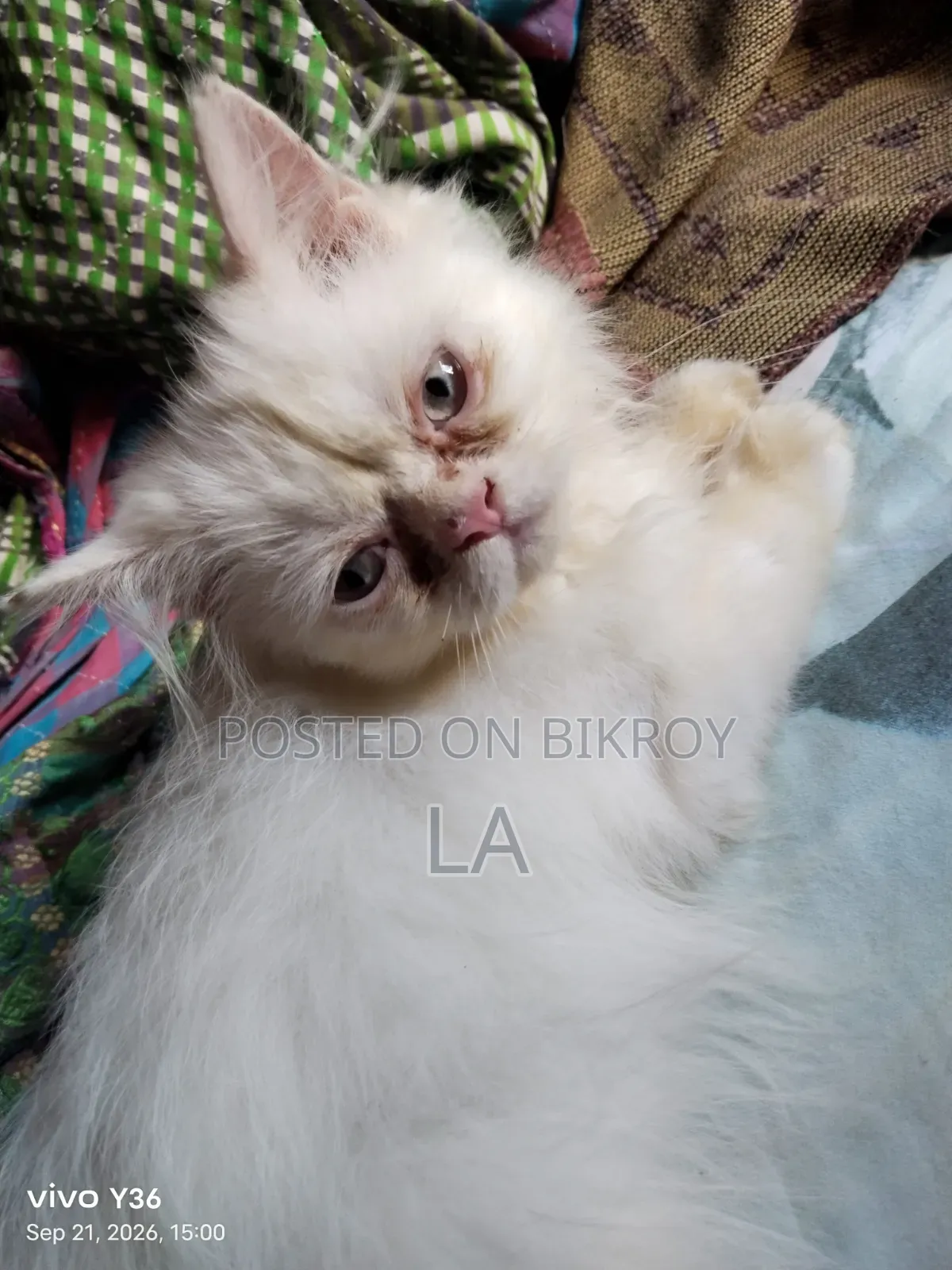 1-3 months Male Purebred Persian