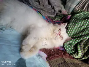 1-3 months Male Purebred Persian
