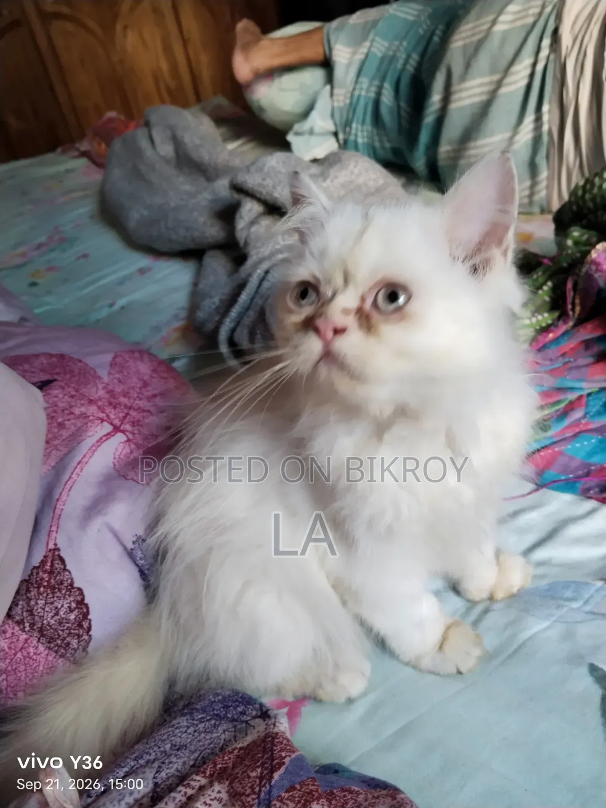 1-3 months Male Purebred Persian