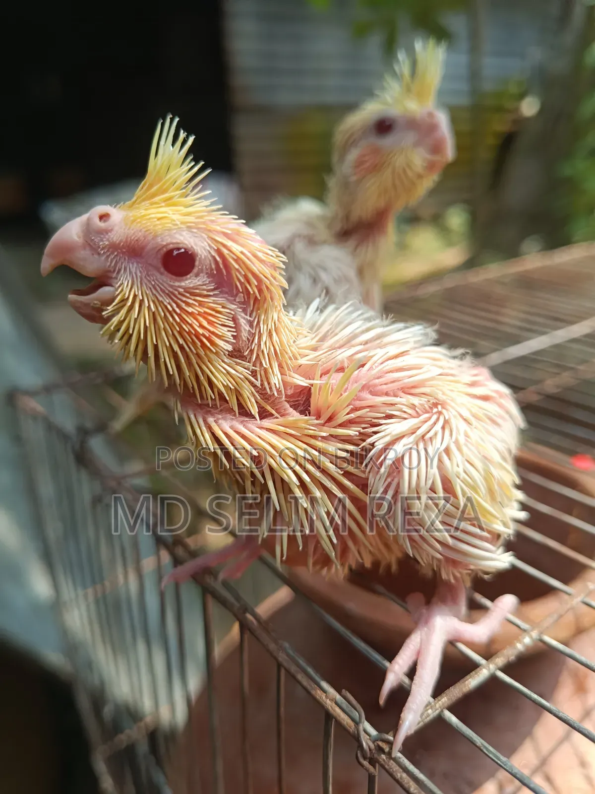 Baby Cockatiel
