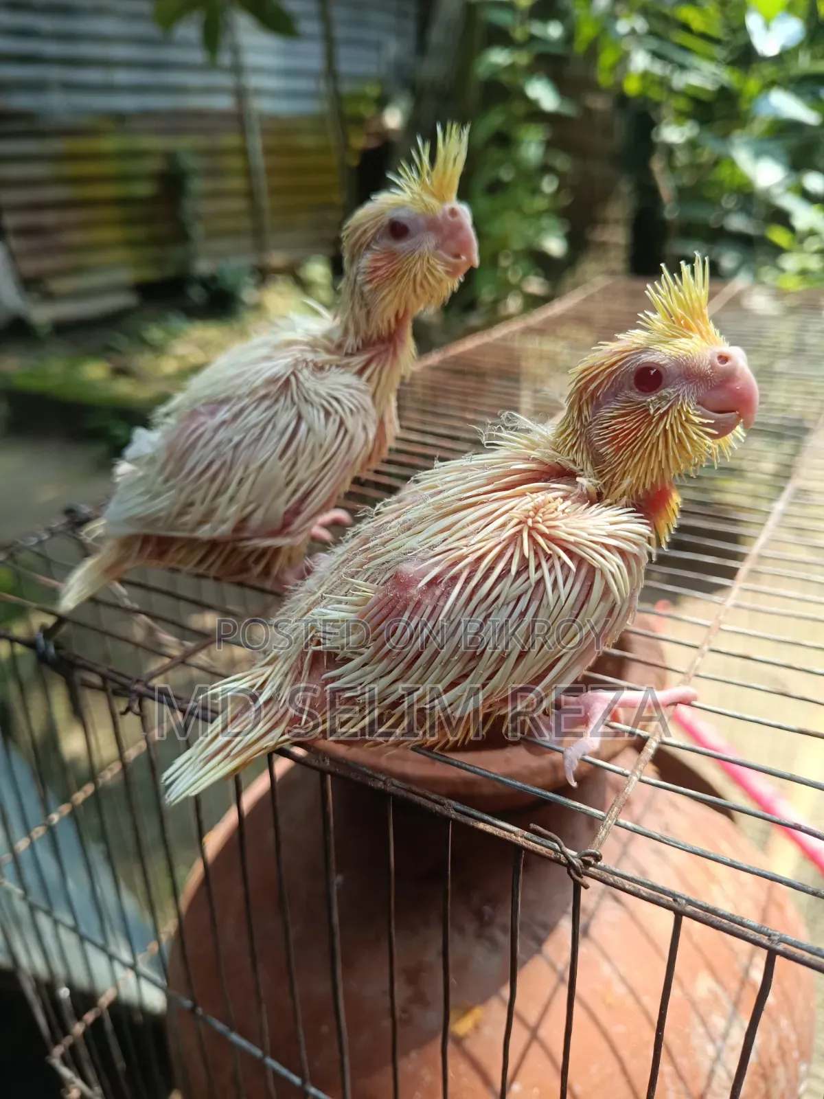 Baby Cockatiel