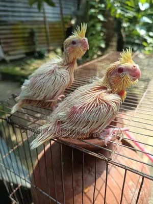 Baby Cockatiel