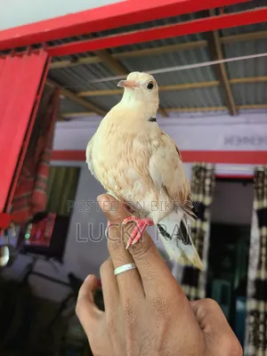 A pair of very good dove birds for raising at home.