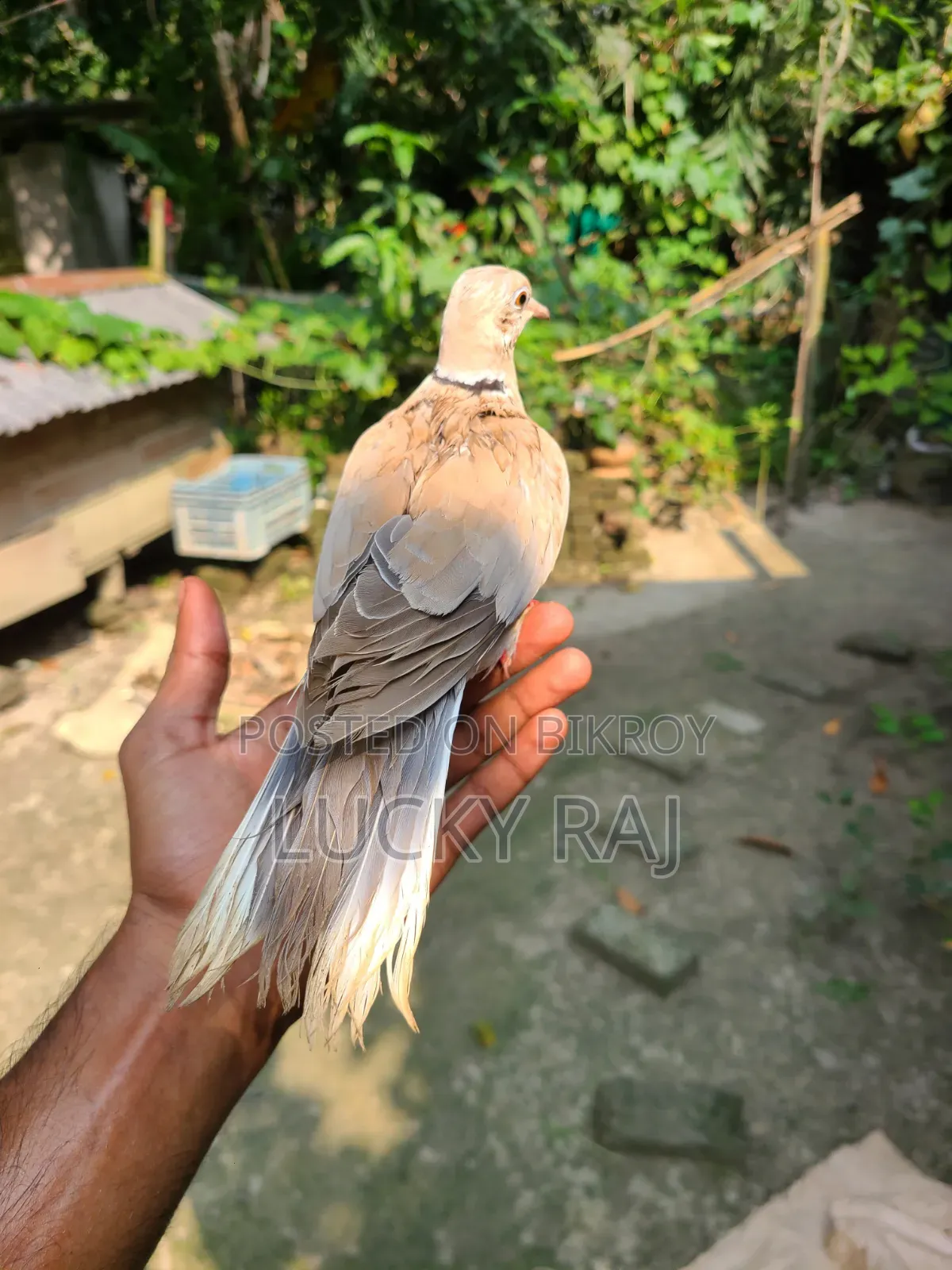 A pair of very good dove birds for raising at home.
