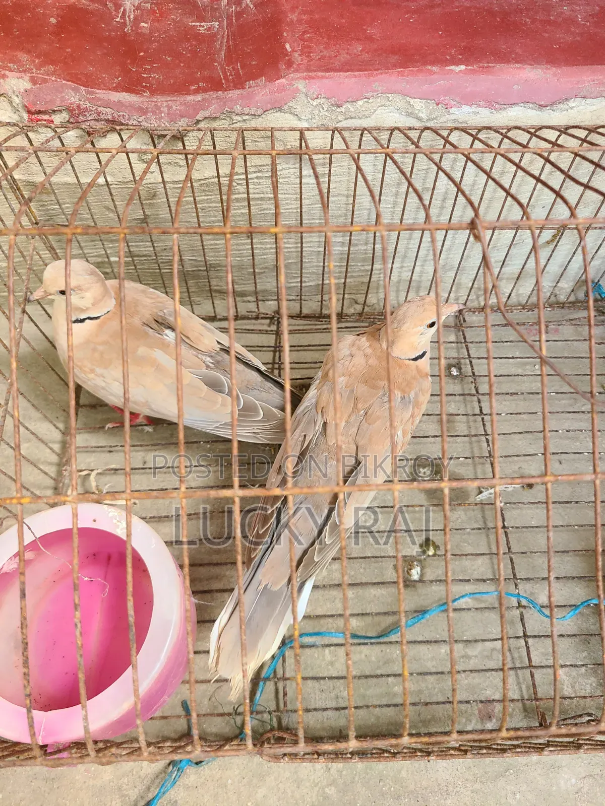 A pair of very good dove birds for raising at home.