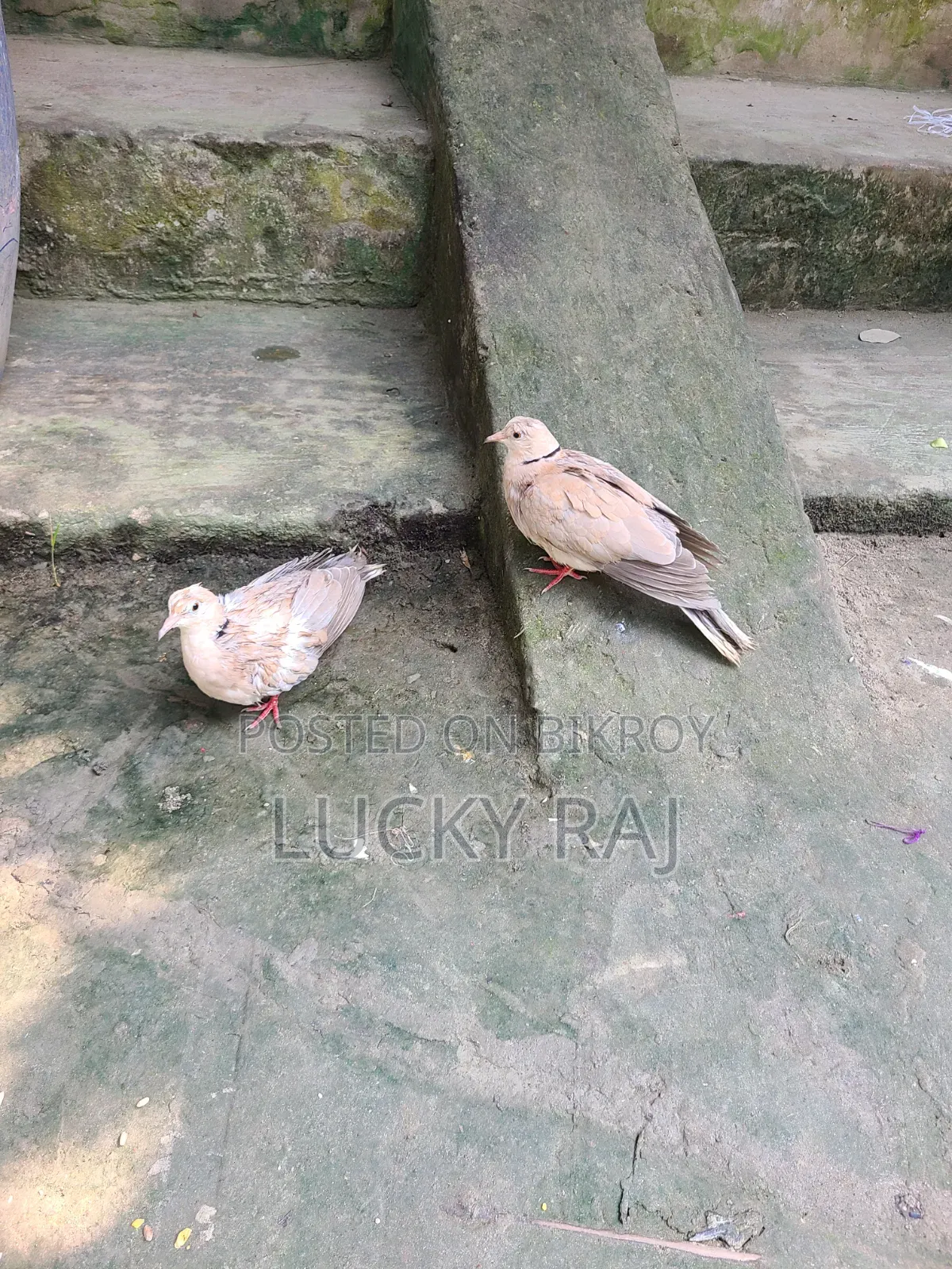 A pair of very good dove birds for raising at home.