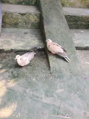 A pair of very good dove birds for raising at home.