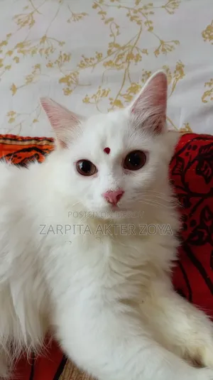 3-6 months Male Purebred Persian