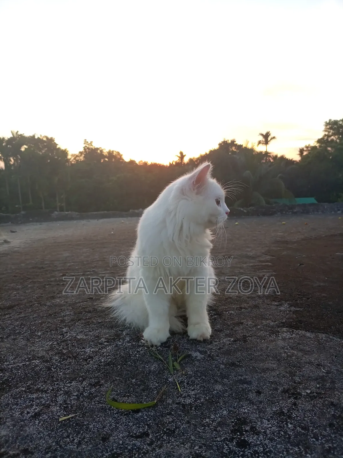 3-6 months Male Purebred Persian
