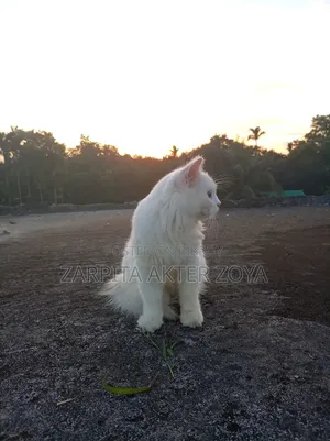 3-6 months Male Purebred Persian