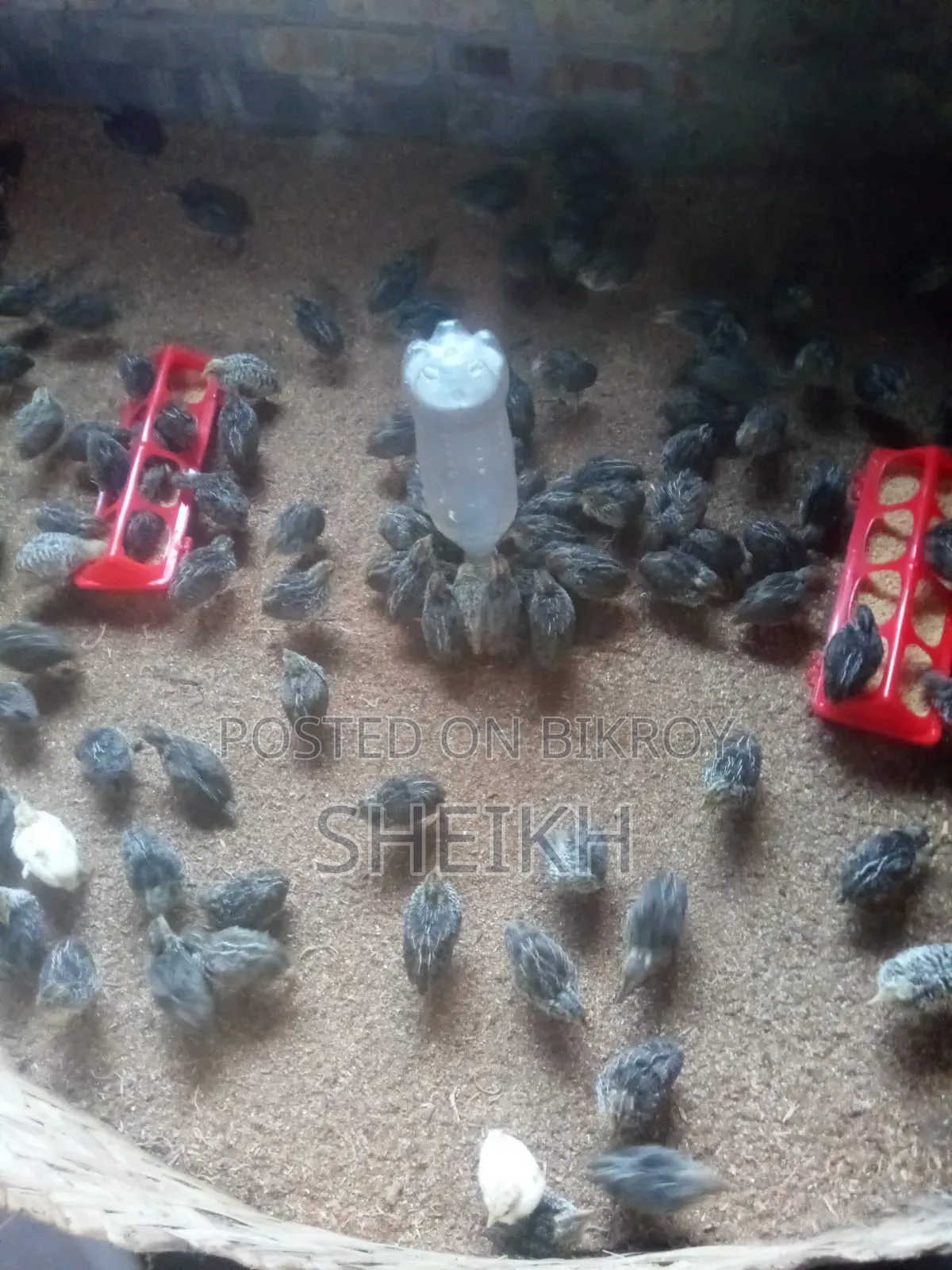 Quail Eggs