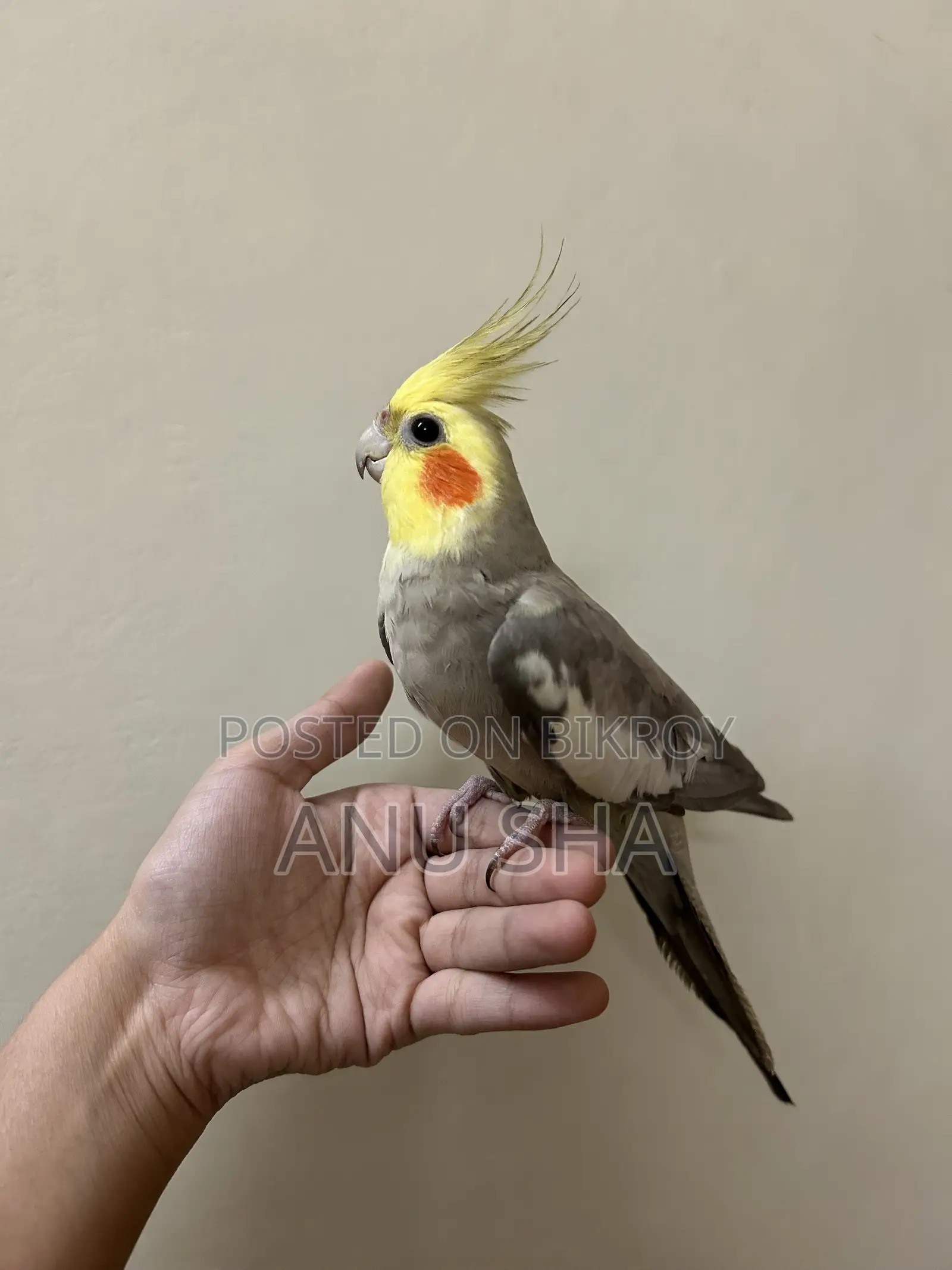 ককাটেল পাখি