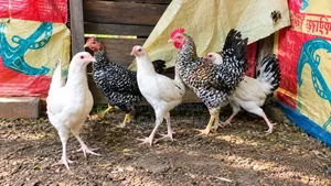 দেশি মুরগির
