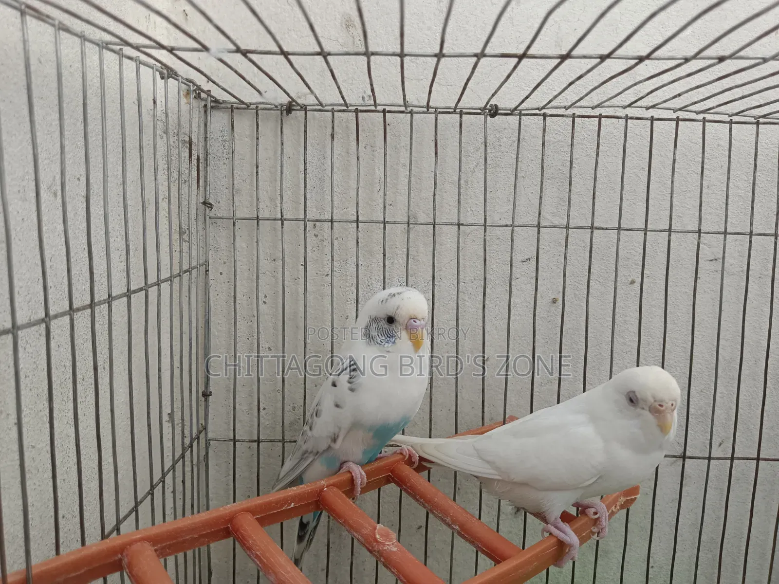 A pair of breeding Budgies for sale, good quality.