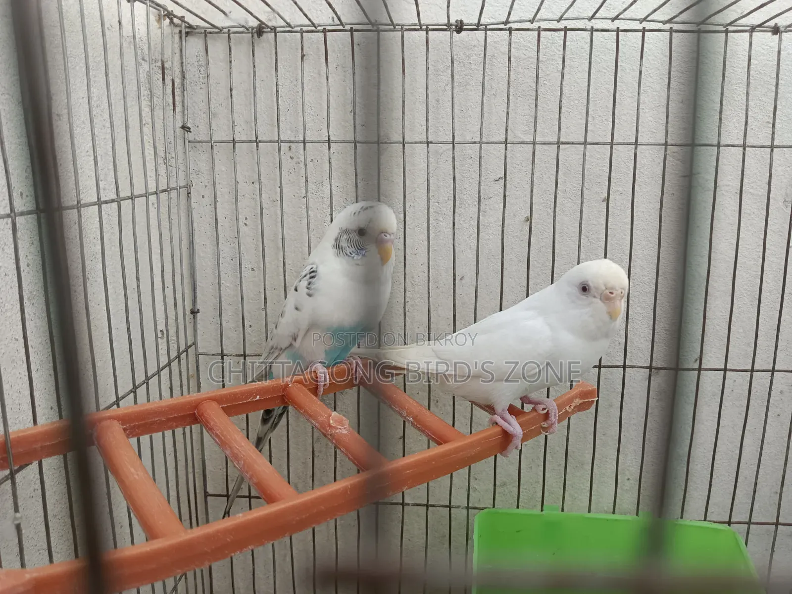 A pair of breeding Budgies for sale, good quality.
