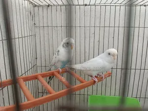 A pair of breeding Budgies for sale, good quality.