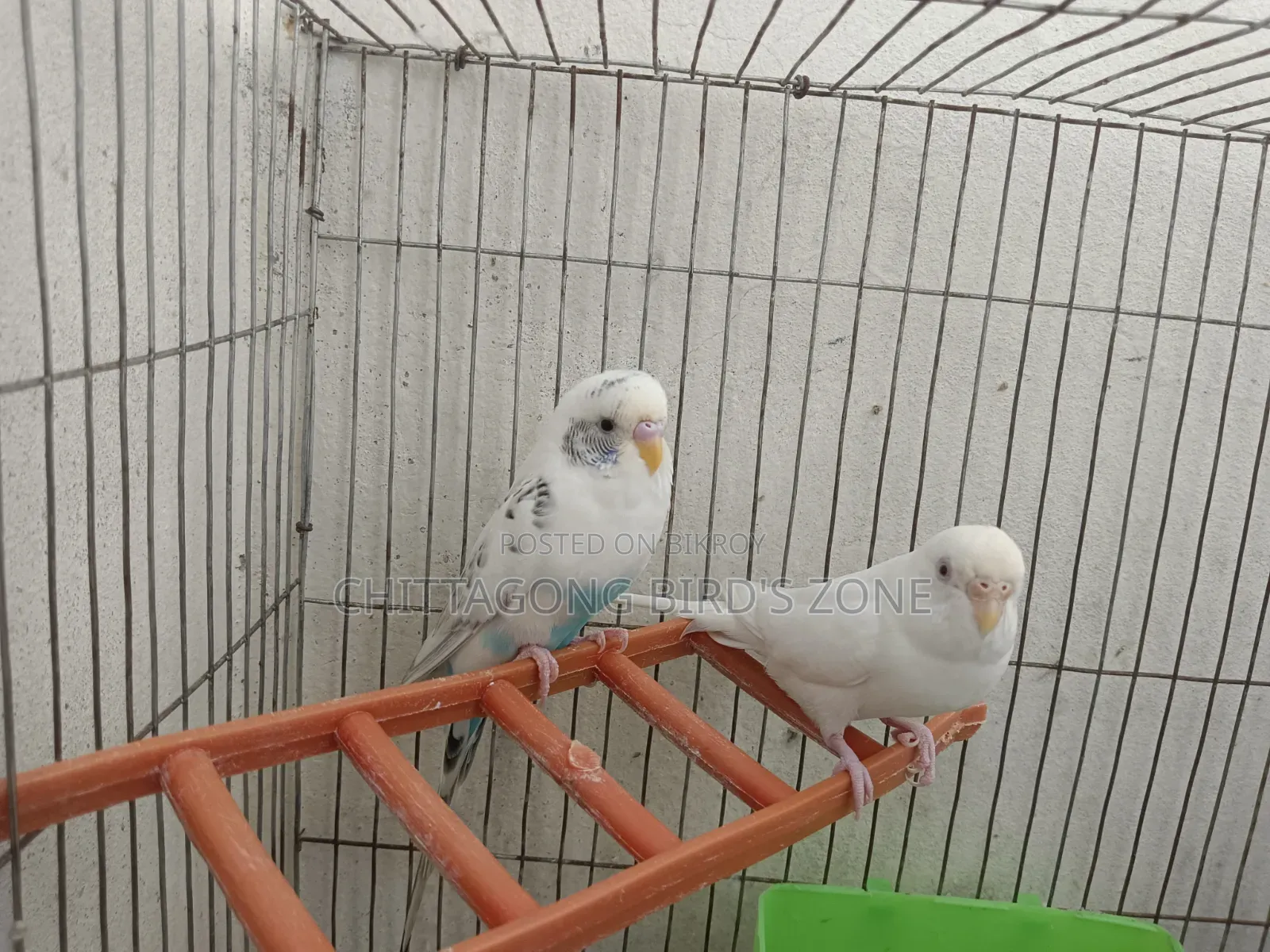 A pair of breeding Budgies for sale, good quality.